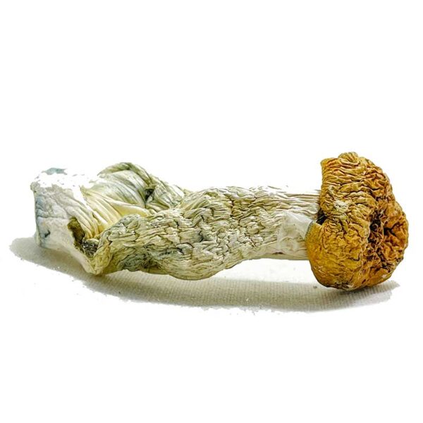 Aztec Gods Magic Mushroom - Image 2