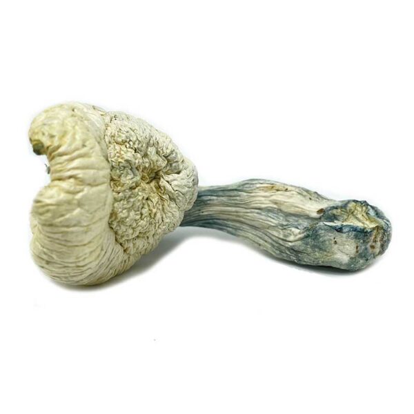 Great White Monster Mushroom - Image 2