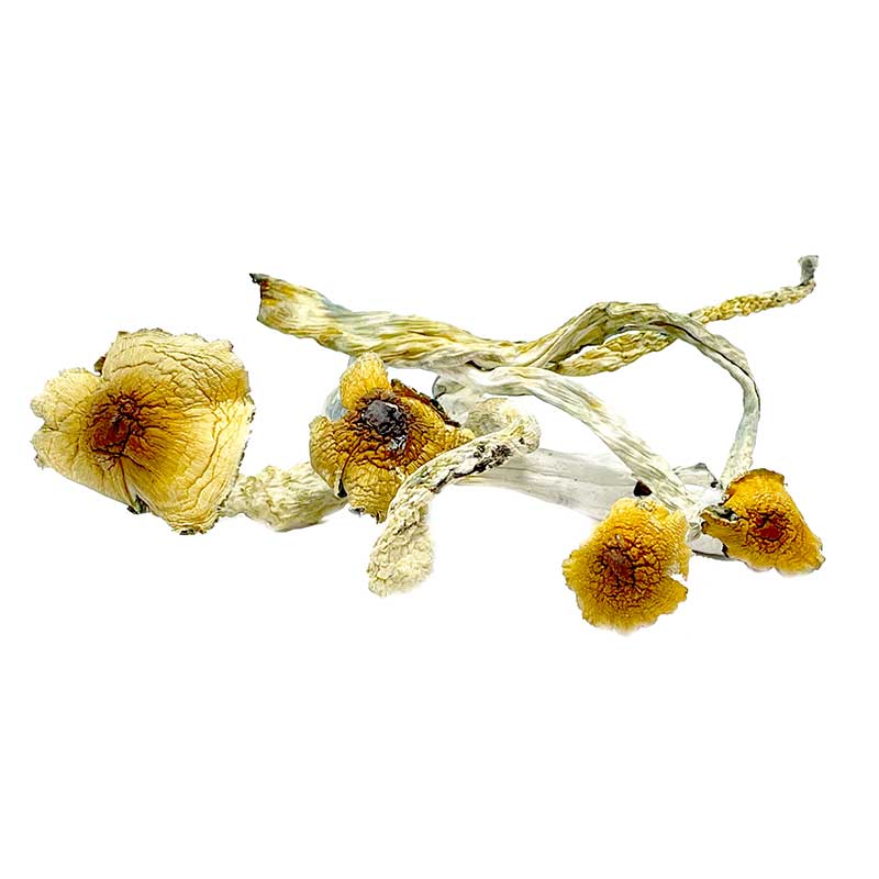 Huatla Magic Mushrooms - Image 2