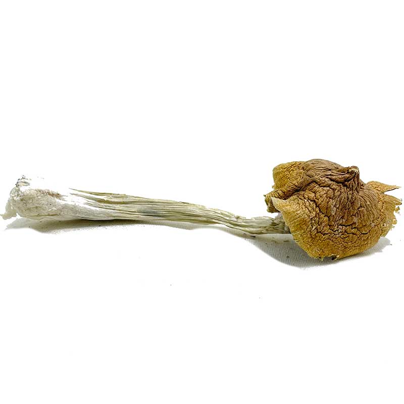 Ecuadorian Magic Mushroom - Image 2