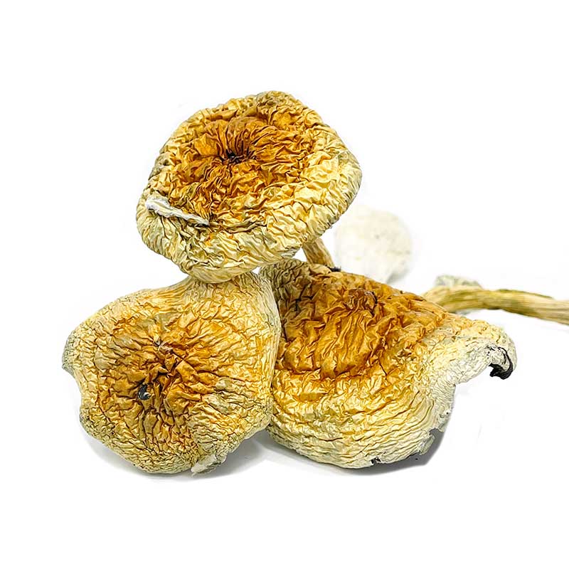 Goldie Magic Mushrooms - Image 2