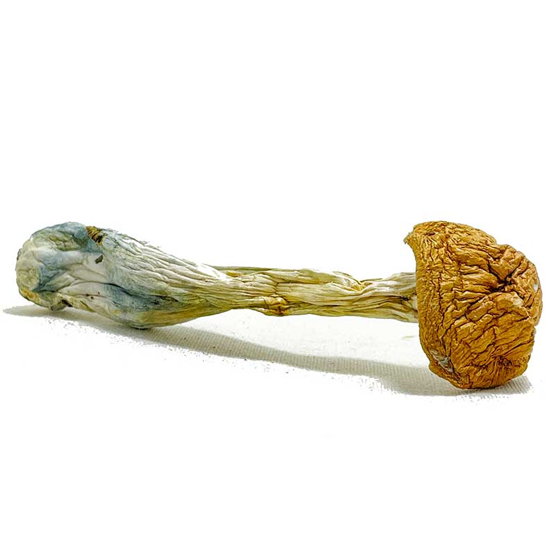 Penis Envy Magic Mushrooms - Image 3